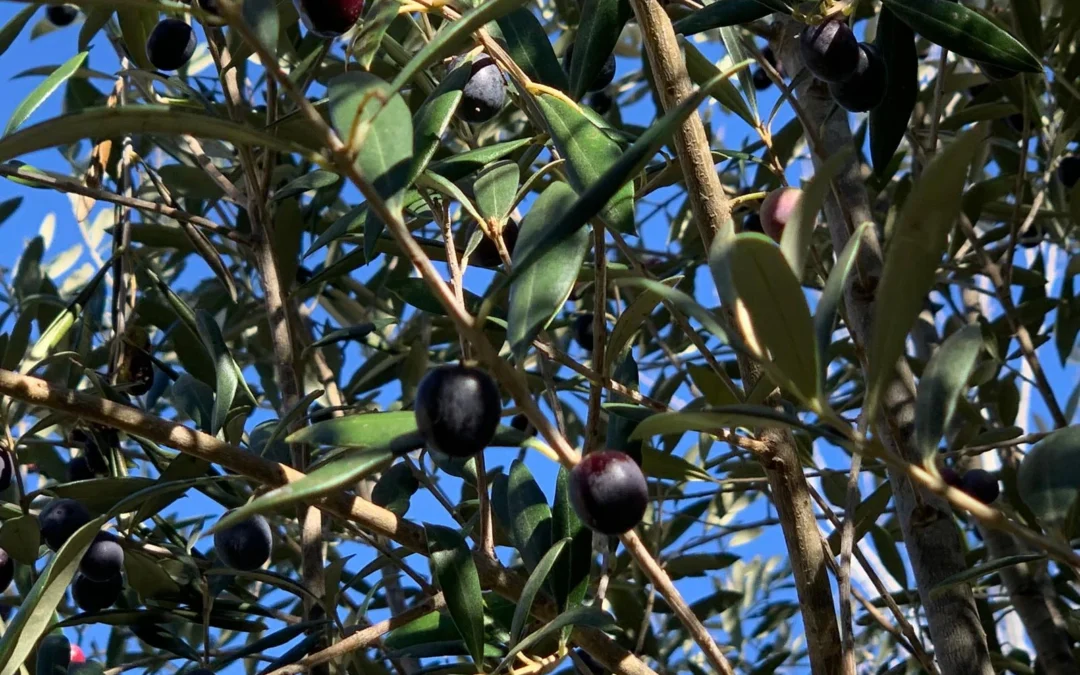 The History and Origin of the Arbequina Olive. Spanish  Most Delicate Variety